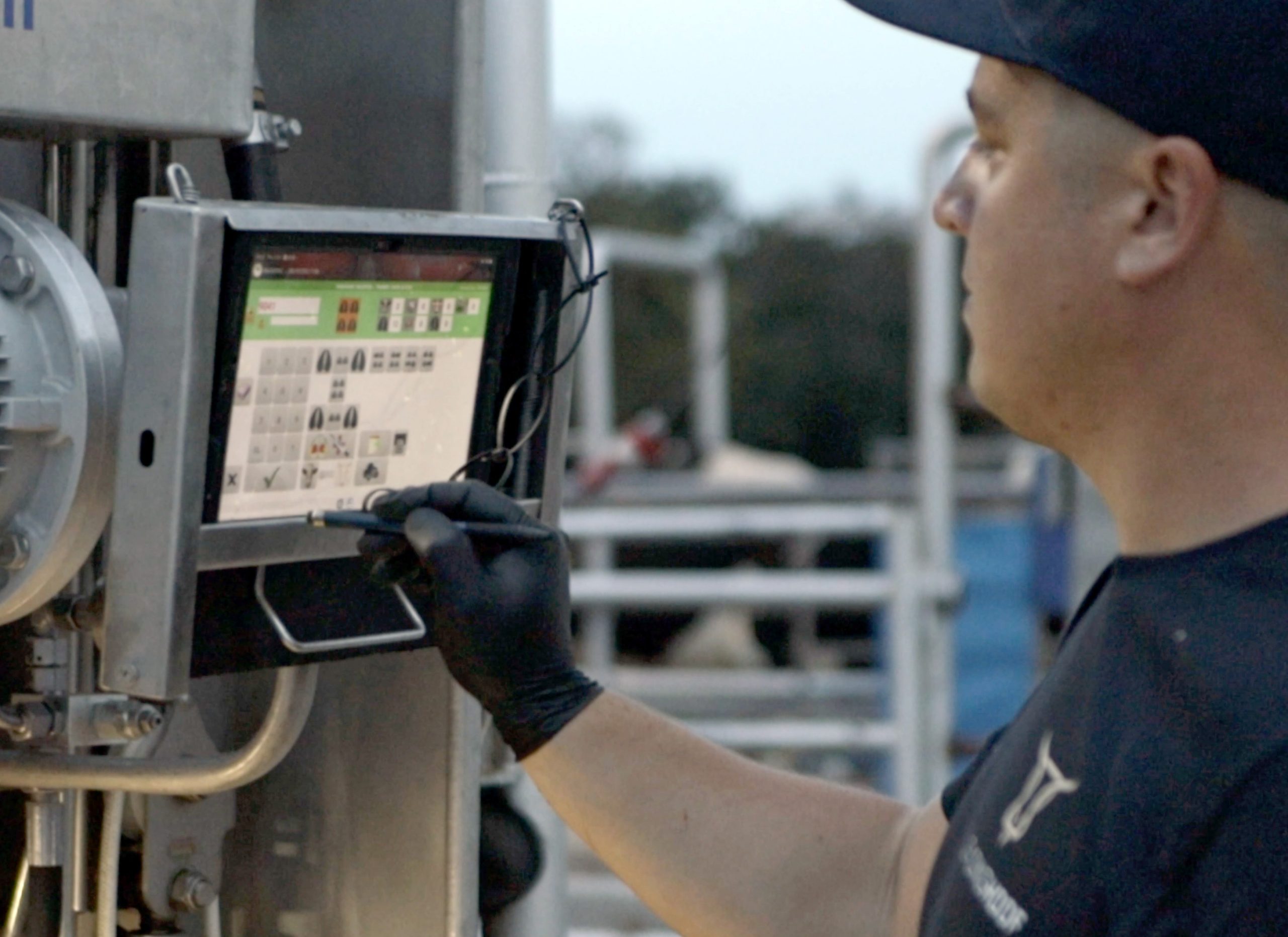 Modern csülökápolás