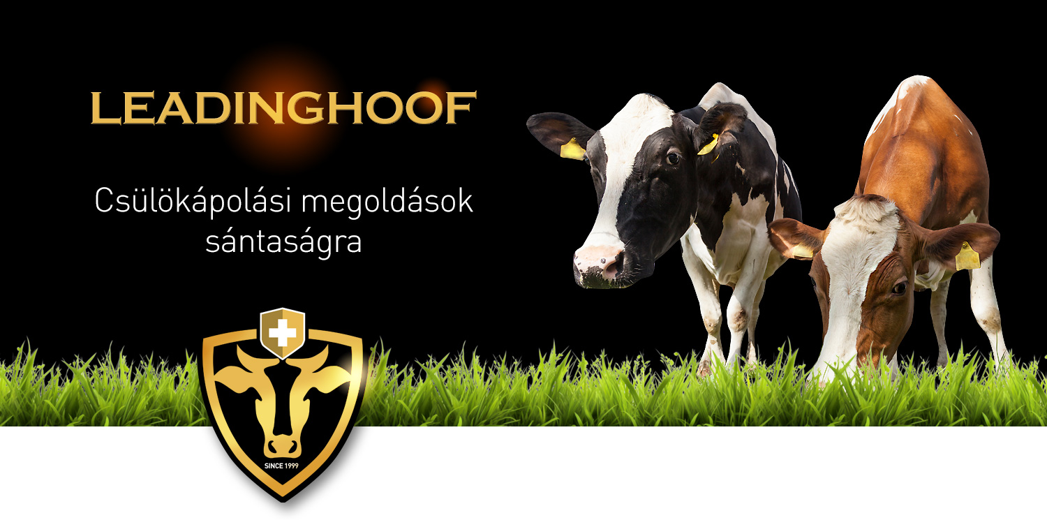 Szarvasmarha csülökápolási megoldások